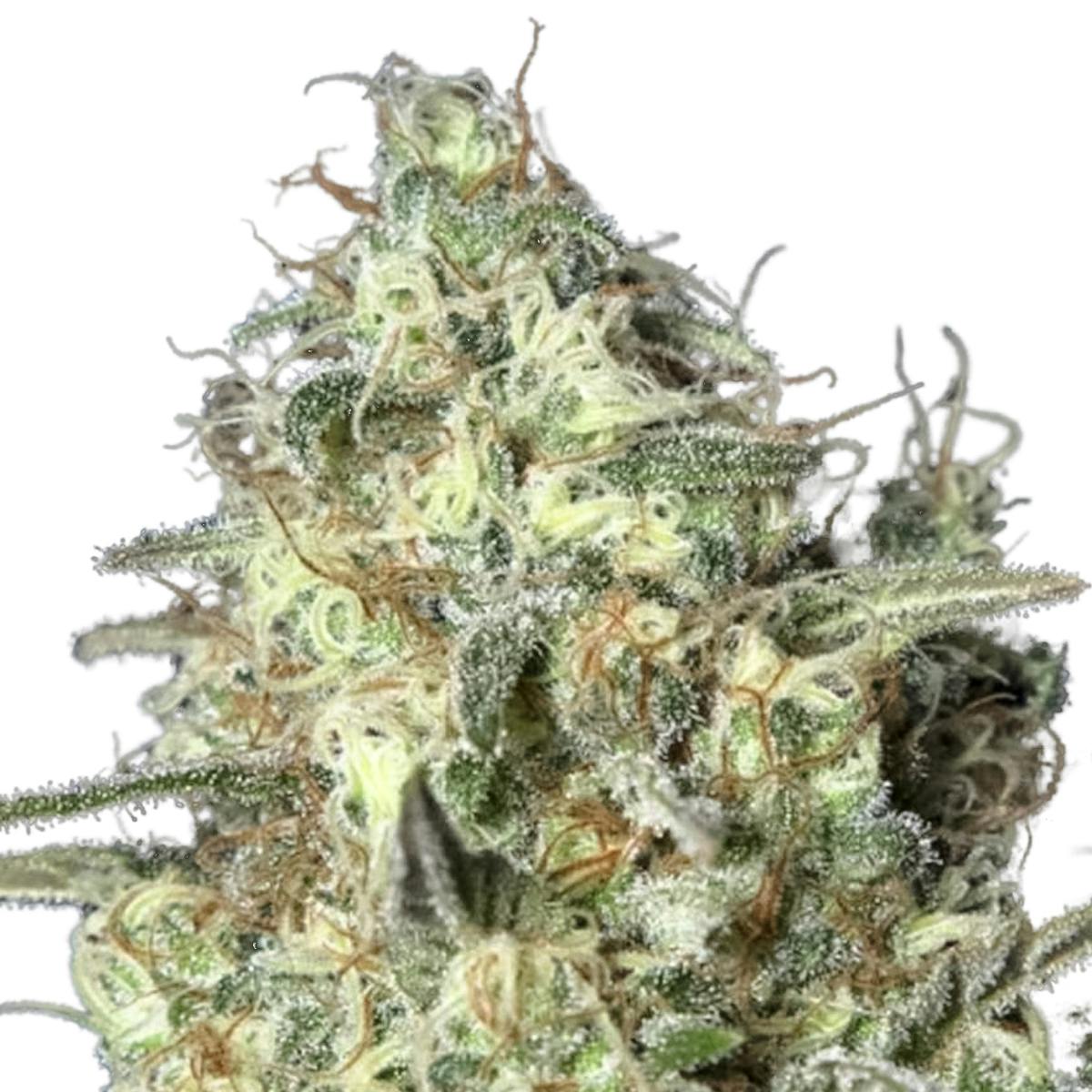 Eva Seeds - Black Dream - 1