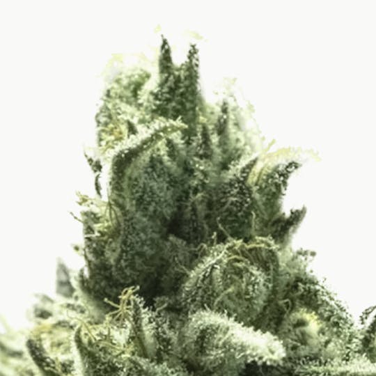 Eva Seeds - Furious Candy - 1