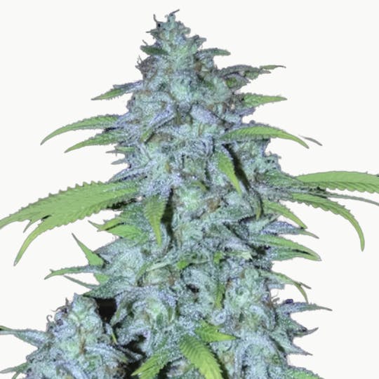 Eva Seeds - Veneno - 1