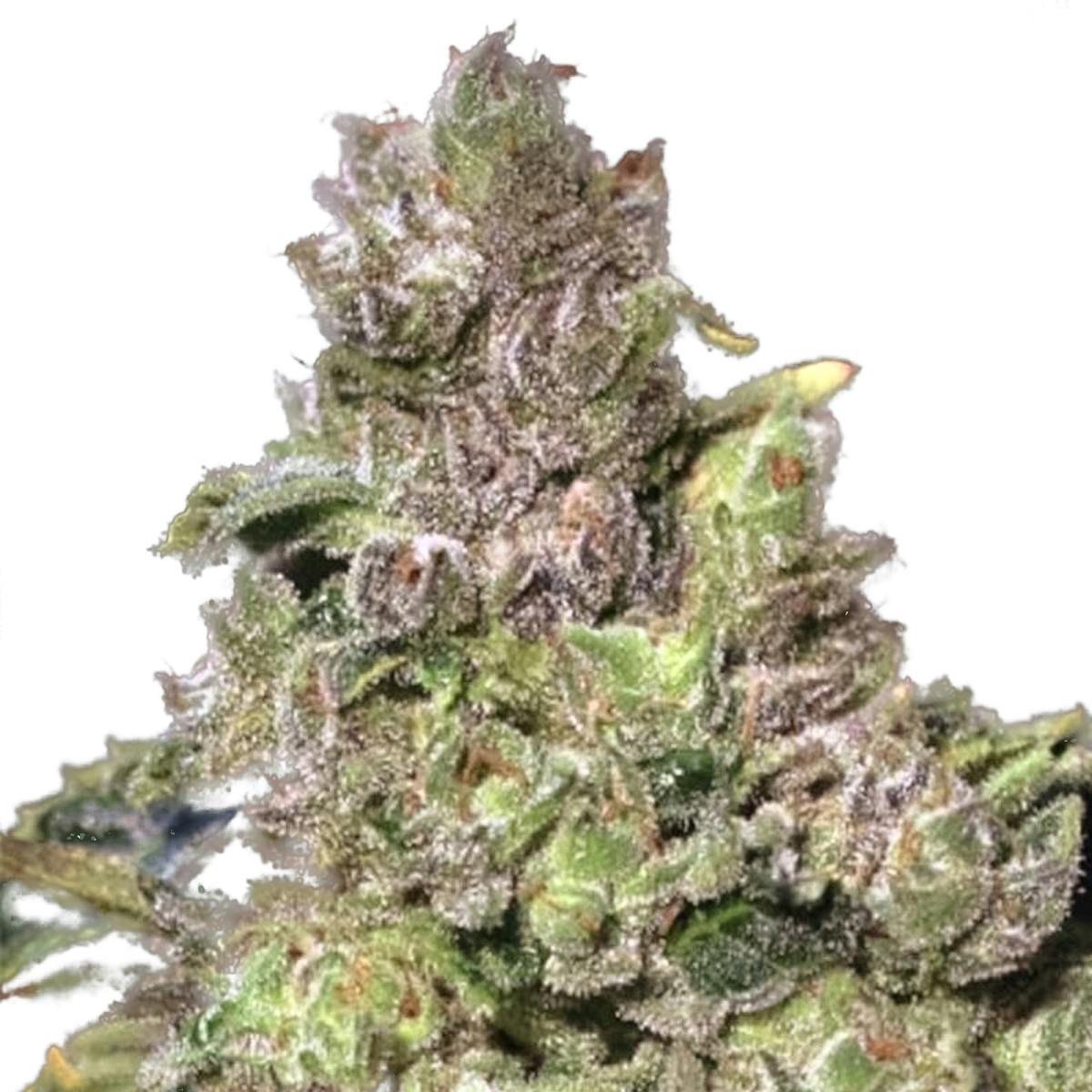 Eva Seeds - TNT Kush - 1