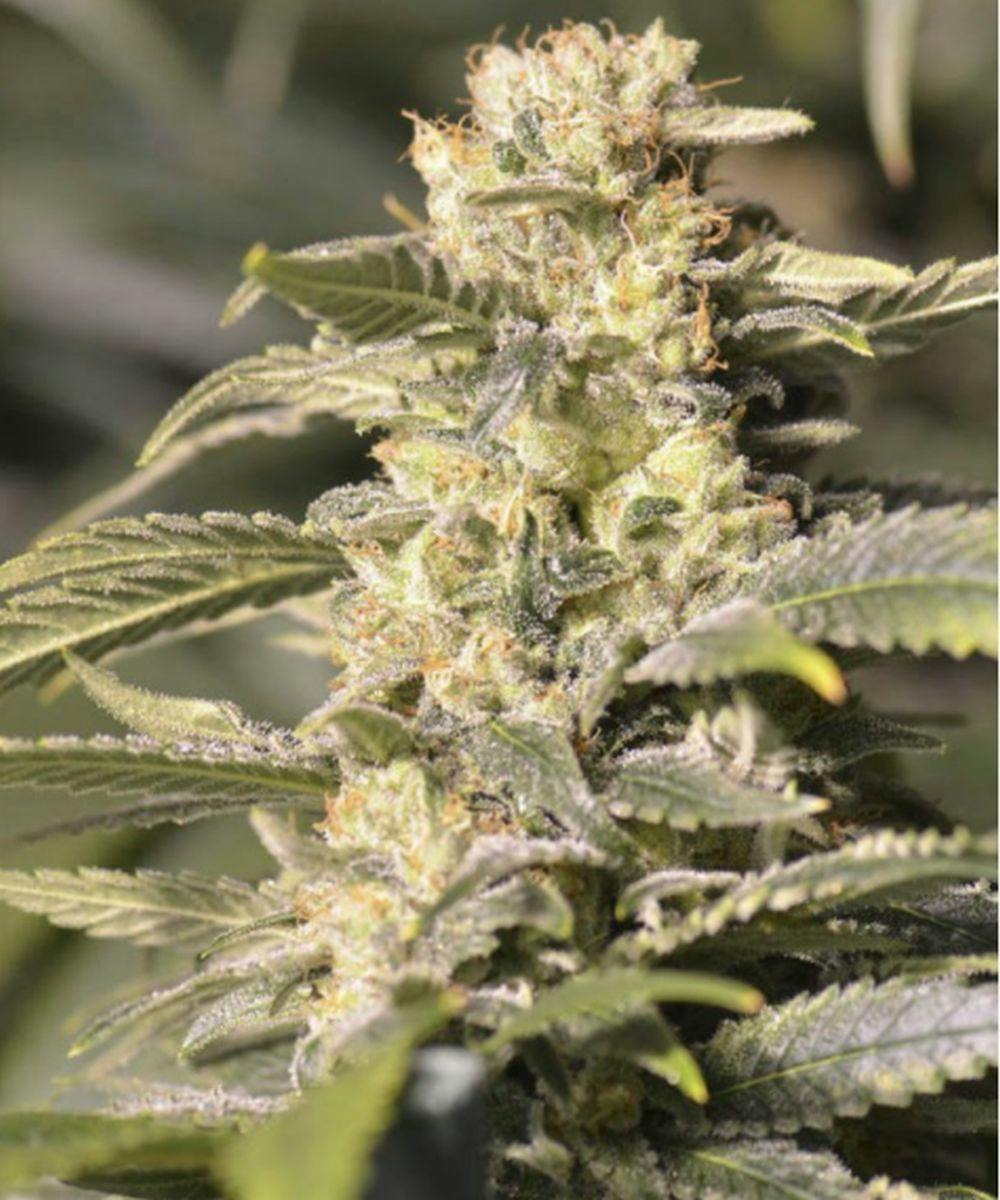 Eva Seeds - TNT KUSH CBD - 1