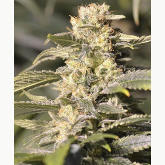 Eva Seeds - TNT KUSH CBD - 1