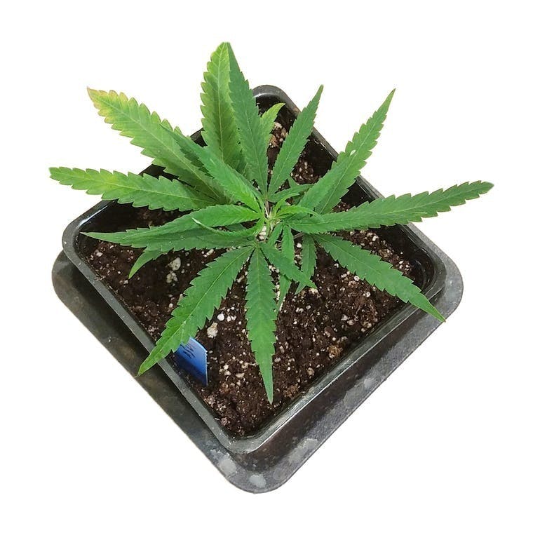 Pine Street Cannabis Company - Pine Street | Dr. Grinspoon | Clone - 1