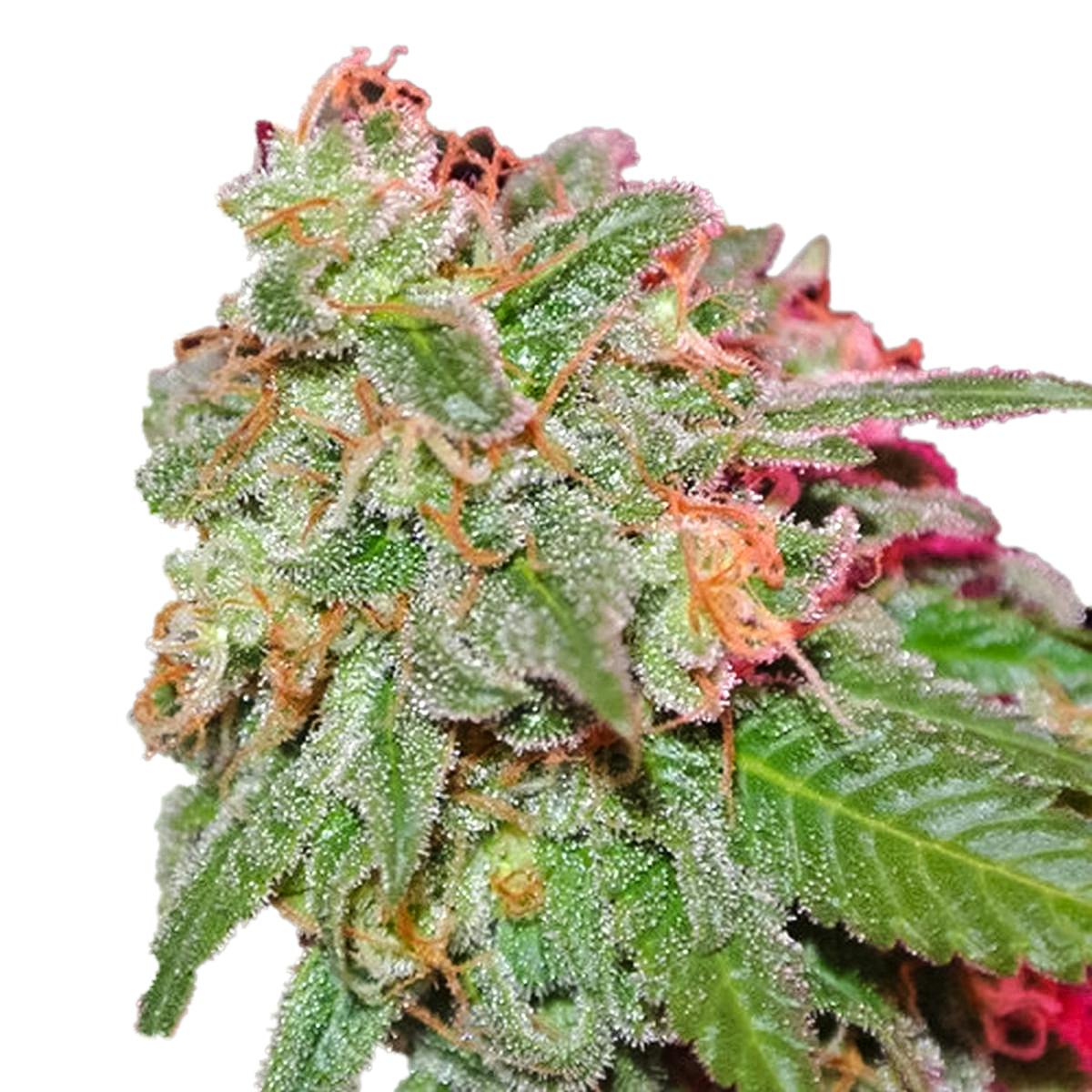 Sumo Seeds - Appleberry - 1