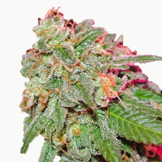 Sumo Seeds - Appleberry - 1
