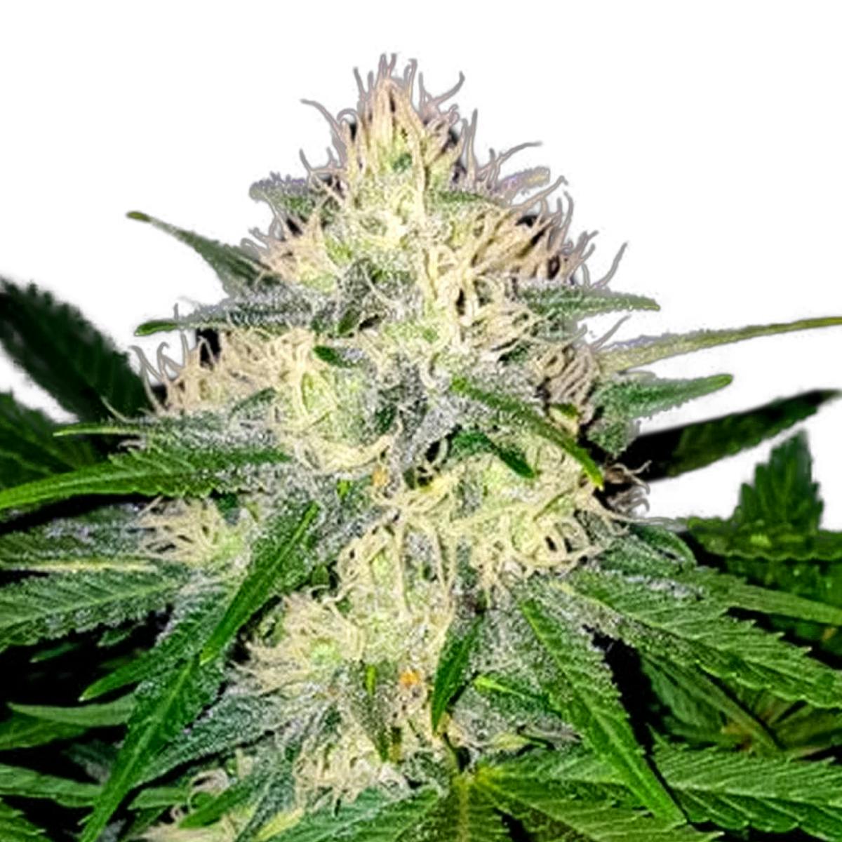 Sumo Seeds - Berries & Cheese - 1