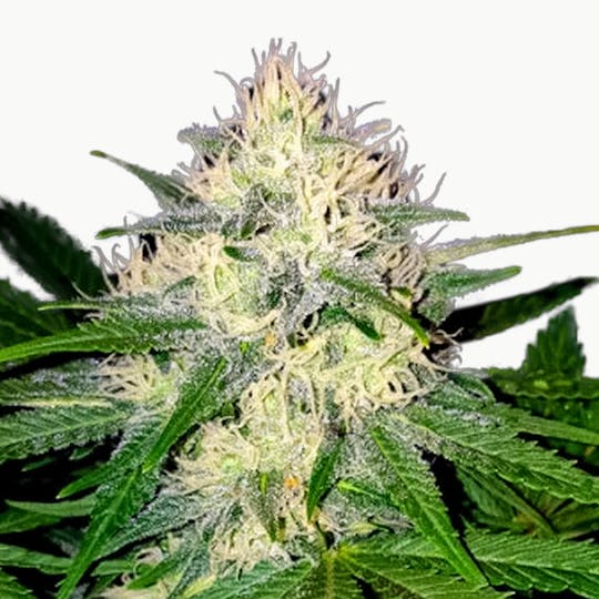 Sumo Seeds - Berries & Cheese - 1