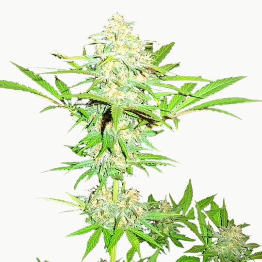 Sumo Seeds - Cali Gangsta Kush - 1