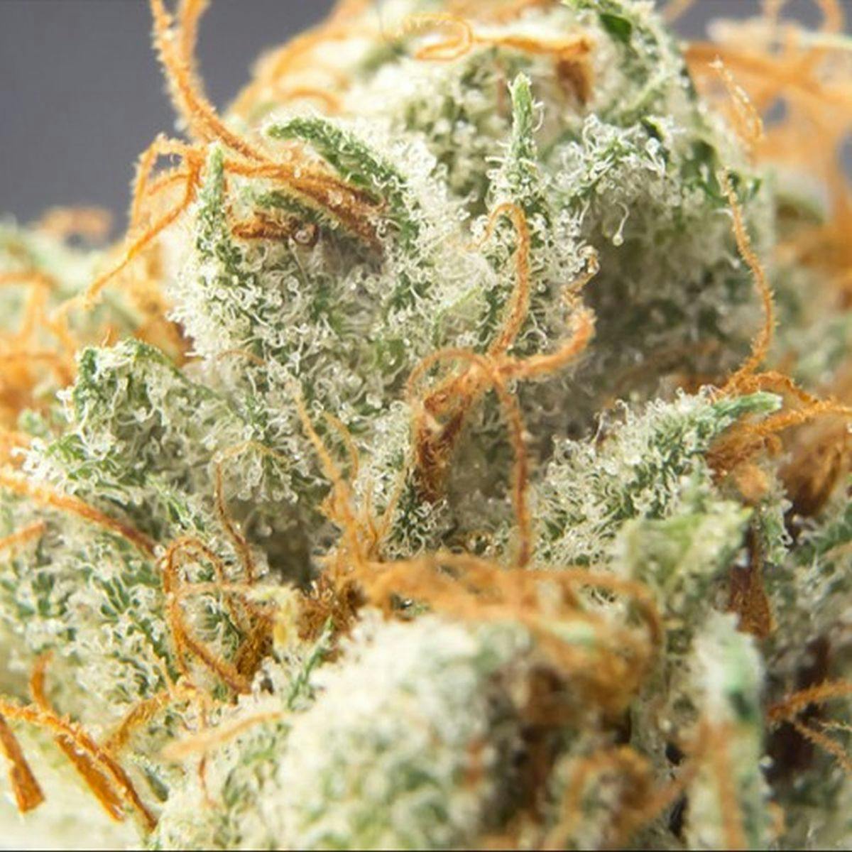 Sumo Seeds - CBD Cherry Kush - 1