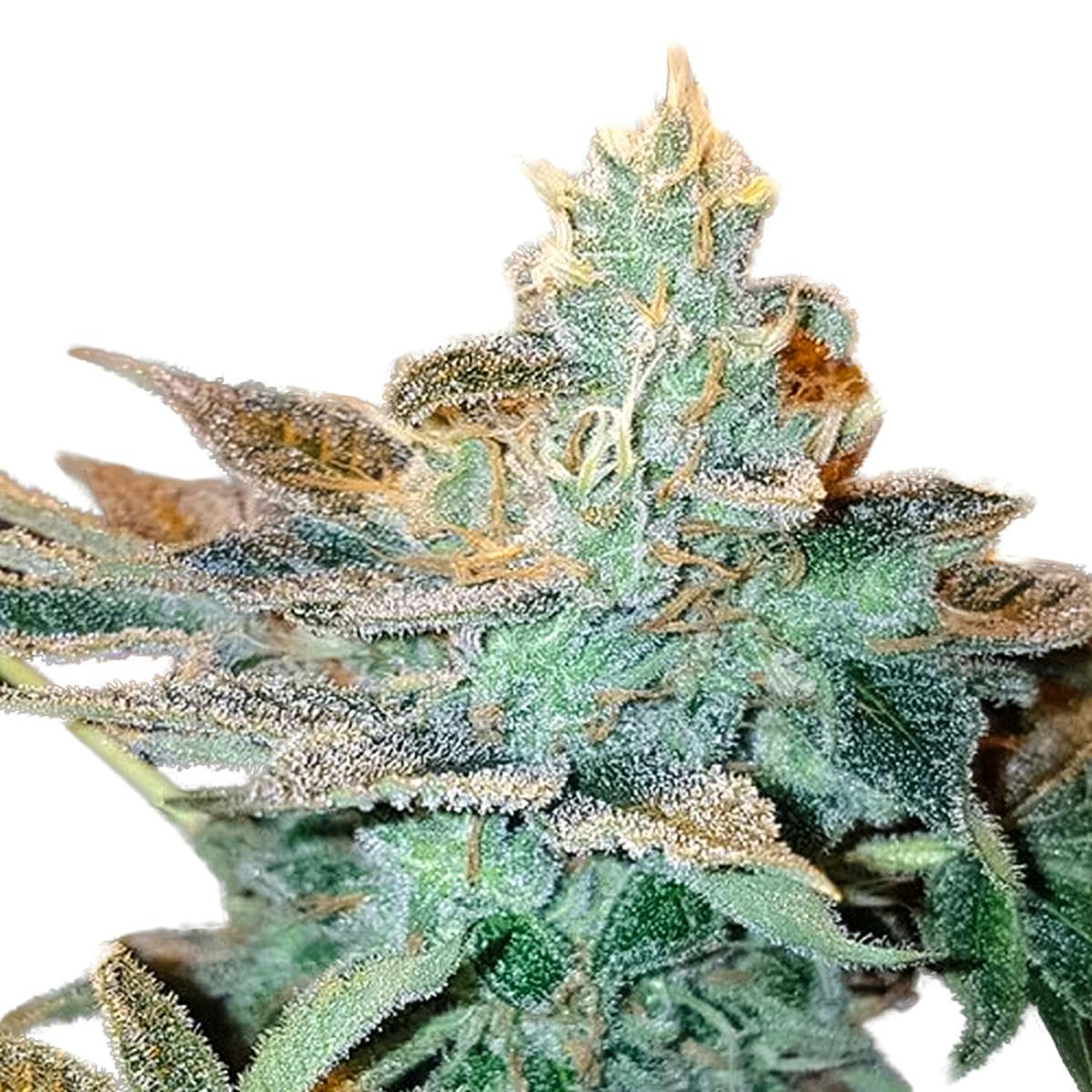 Sumo Seeds - CBD Kong's Kush - 1