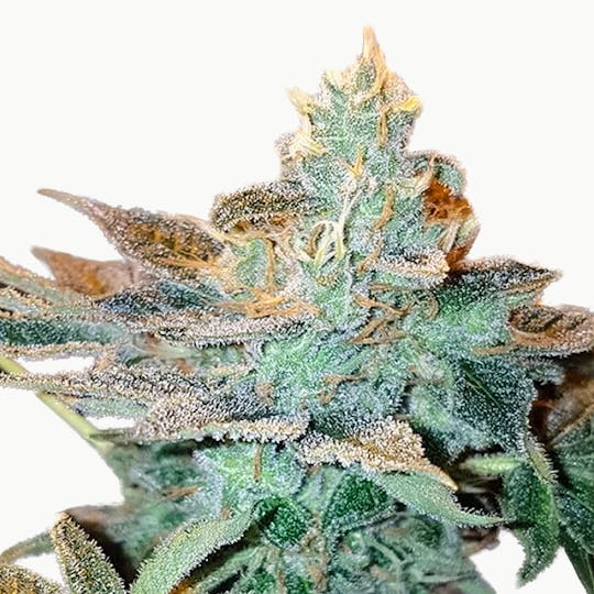 Sumo Seeds - CBD Kong's Kush - 1
