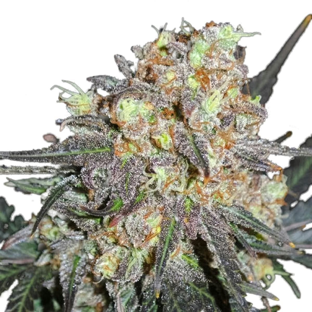 Sumo Seeds - Critical Chronic - 1