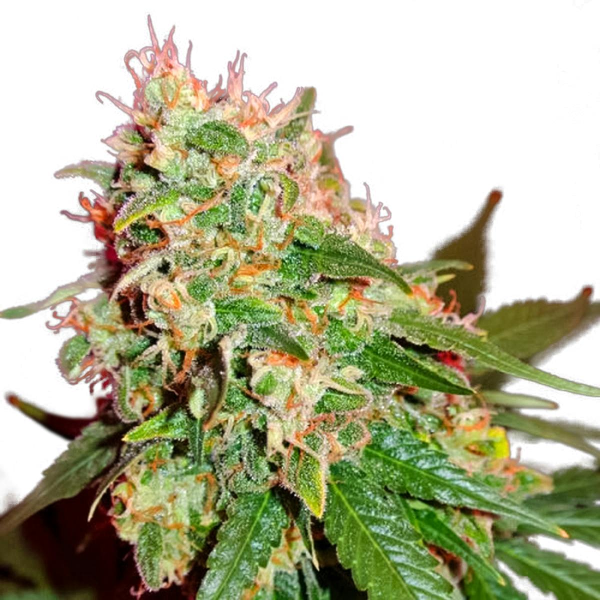 Sumo Seeds - Green Mango - 1