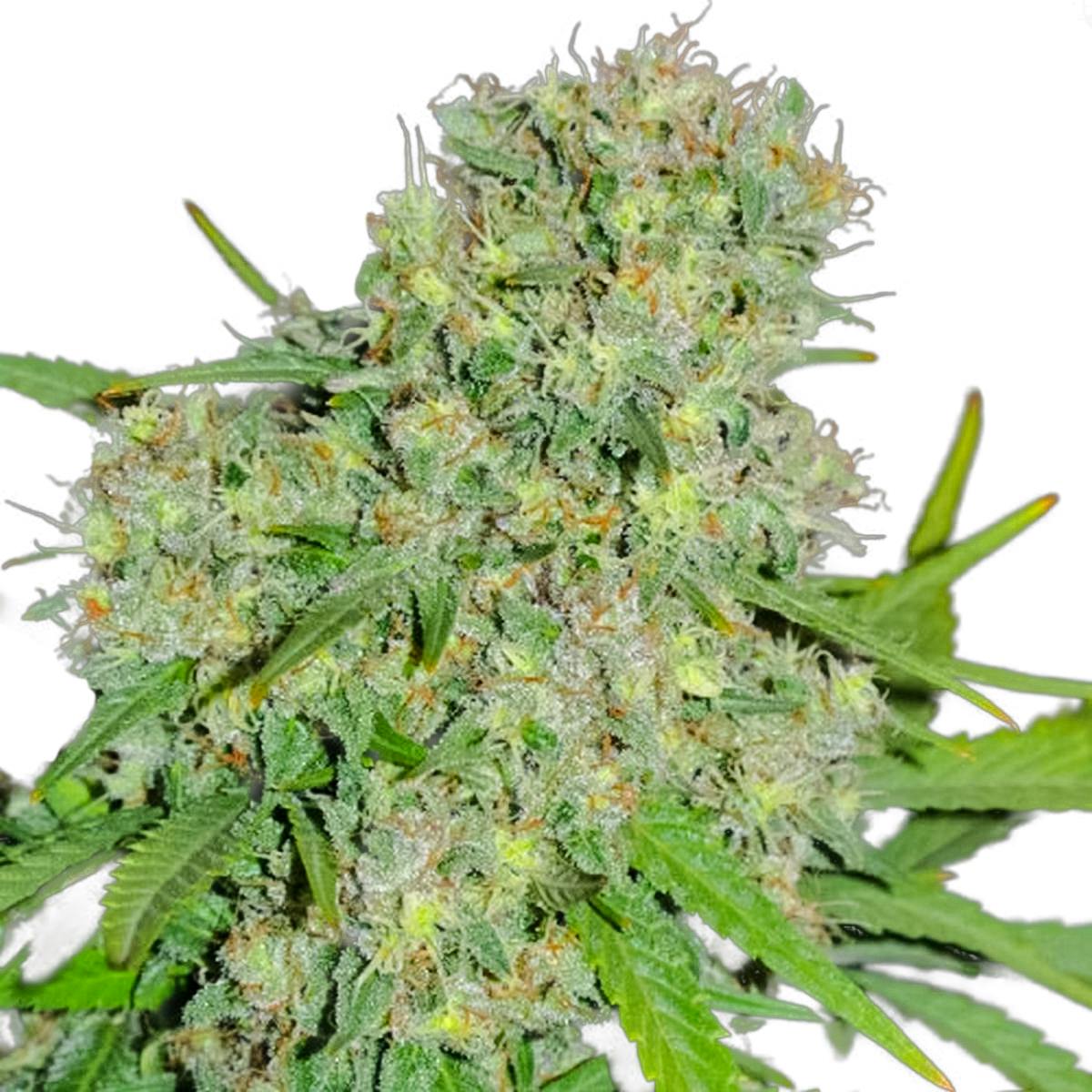 Sumo Seeds - Honey Rock - 1