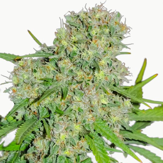 Sumo Seeds - Honey Rock - 1
