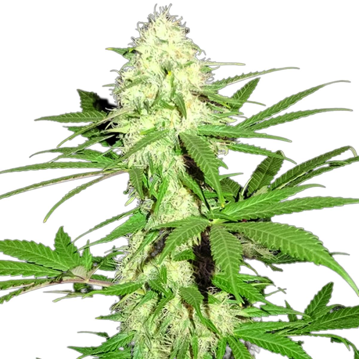 Sumo Seeds - Sumo's Big Bud - 1