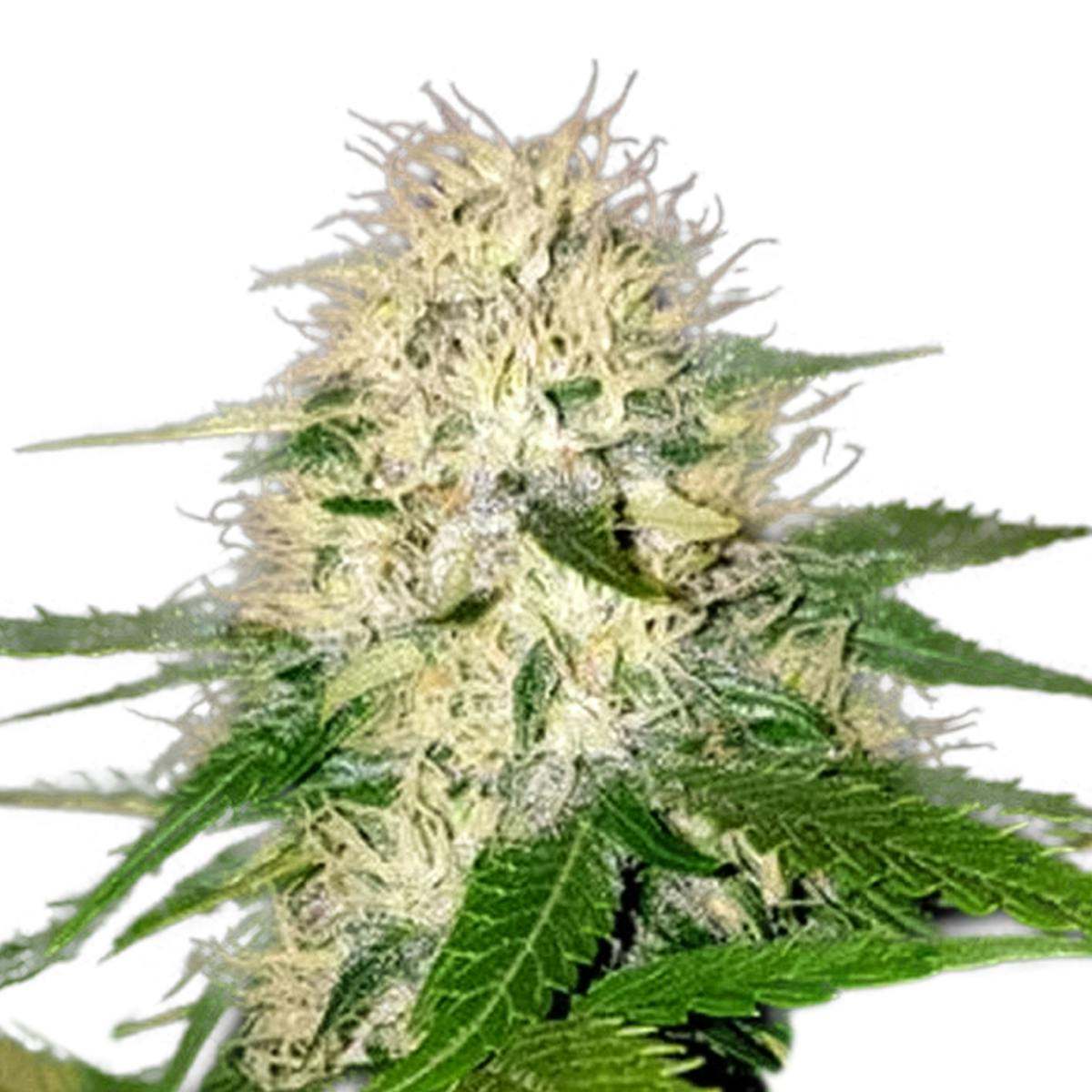 Sumo Seeds - Sumo's OG Kush - 1