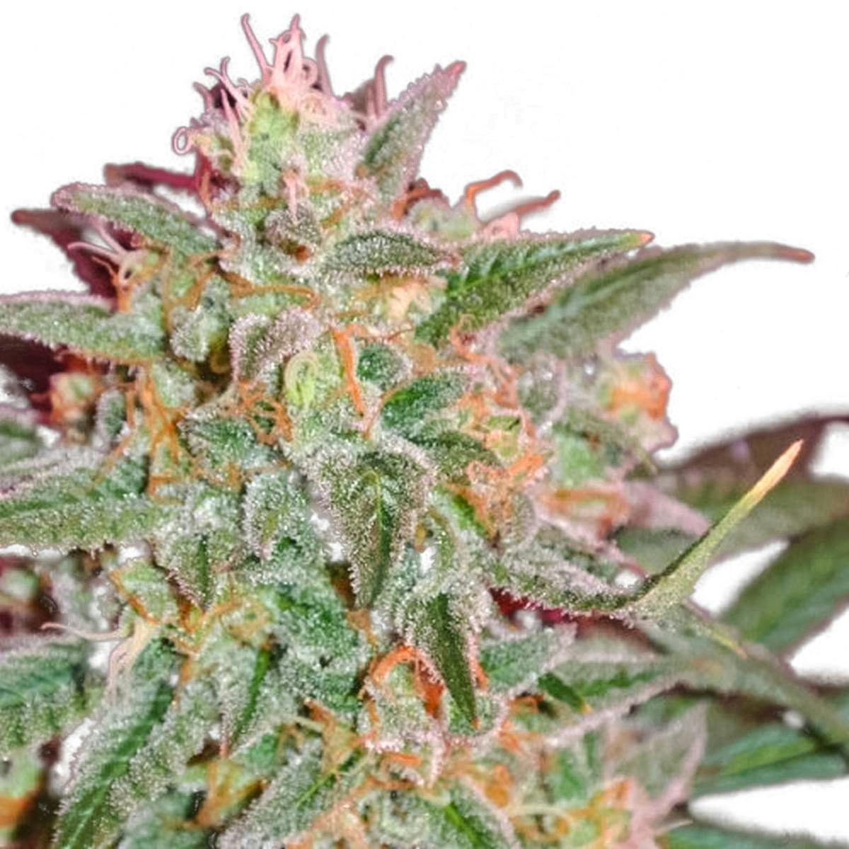 Sumo Seeds - Thunderstruck - 1