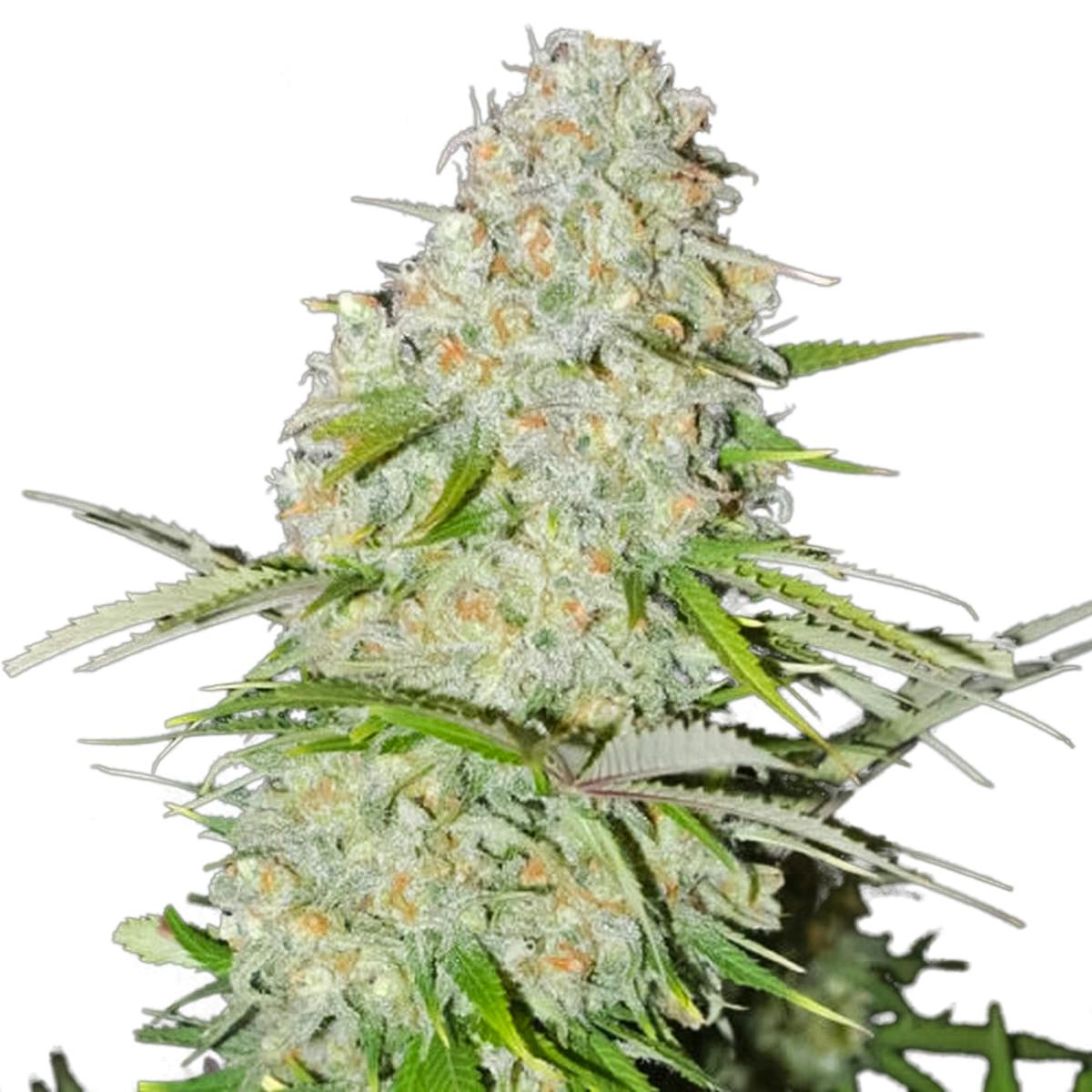 Sumo Seeds - Ultimate AK - 1