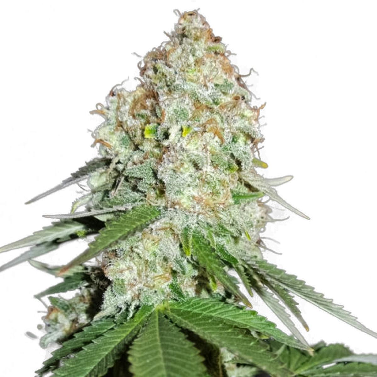 Sumo Seeds - White Widow Original - 1