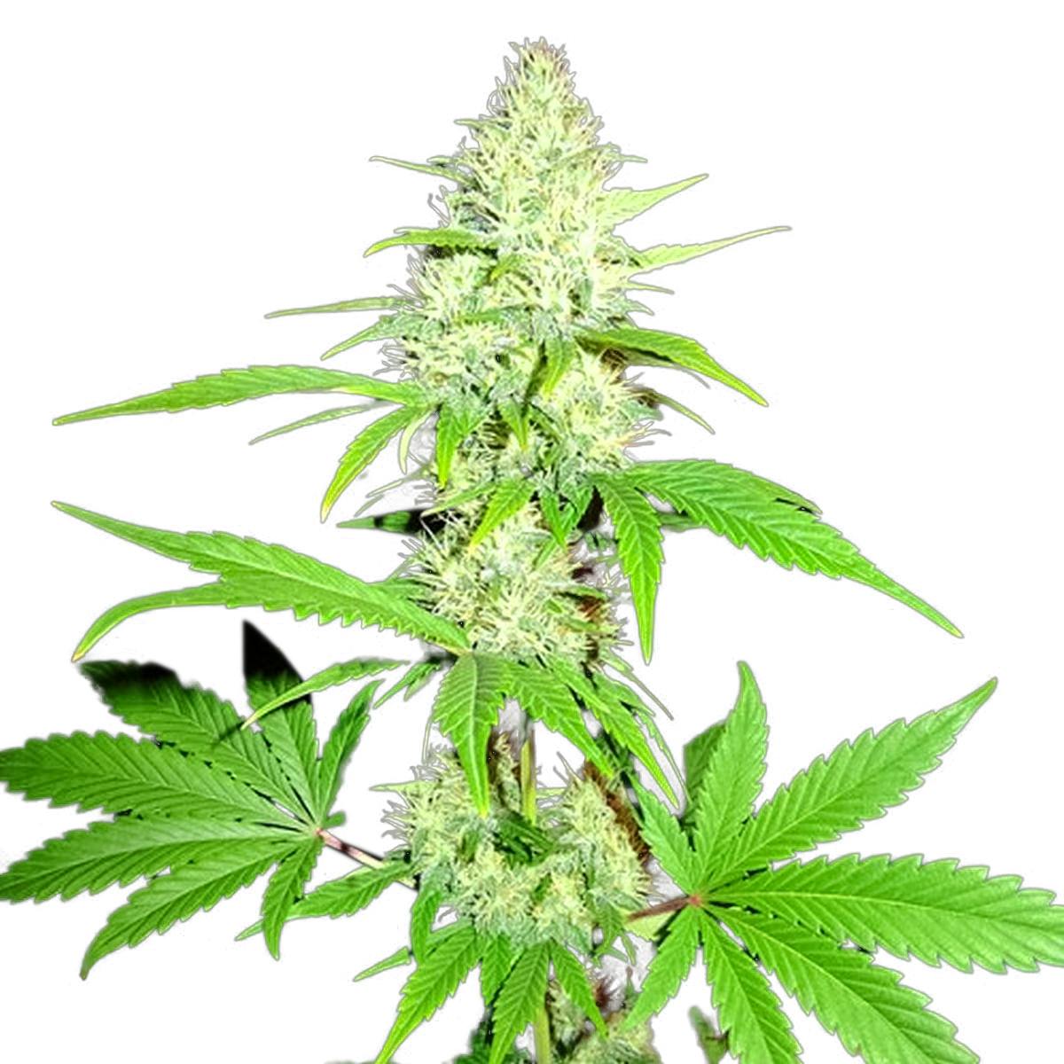 Sumo Seeds - Amnesia Ganja Haze - 1