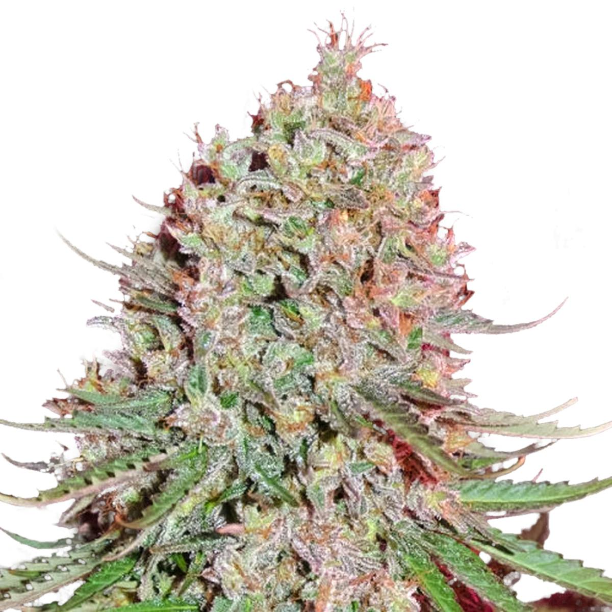Sumo Seeds - Blue Nitro Haze - 1