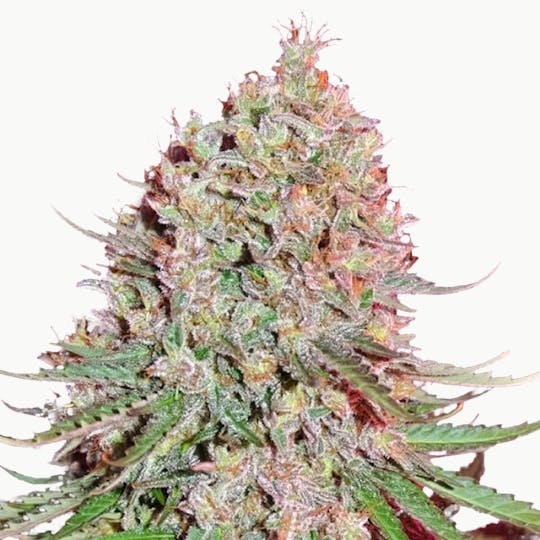 Sumo Seeds - Blue Nitro Haze - 1