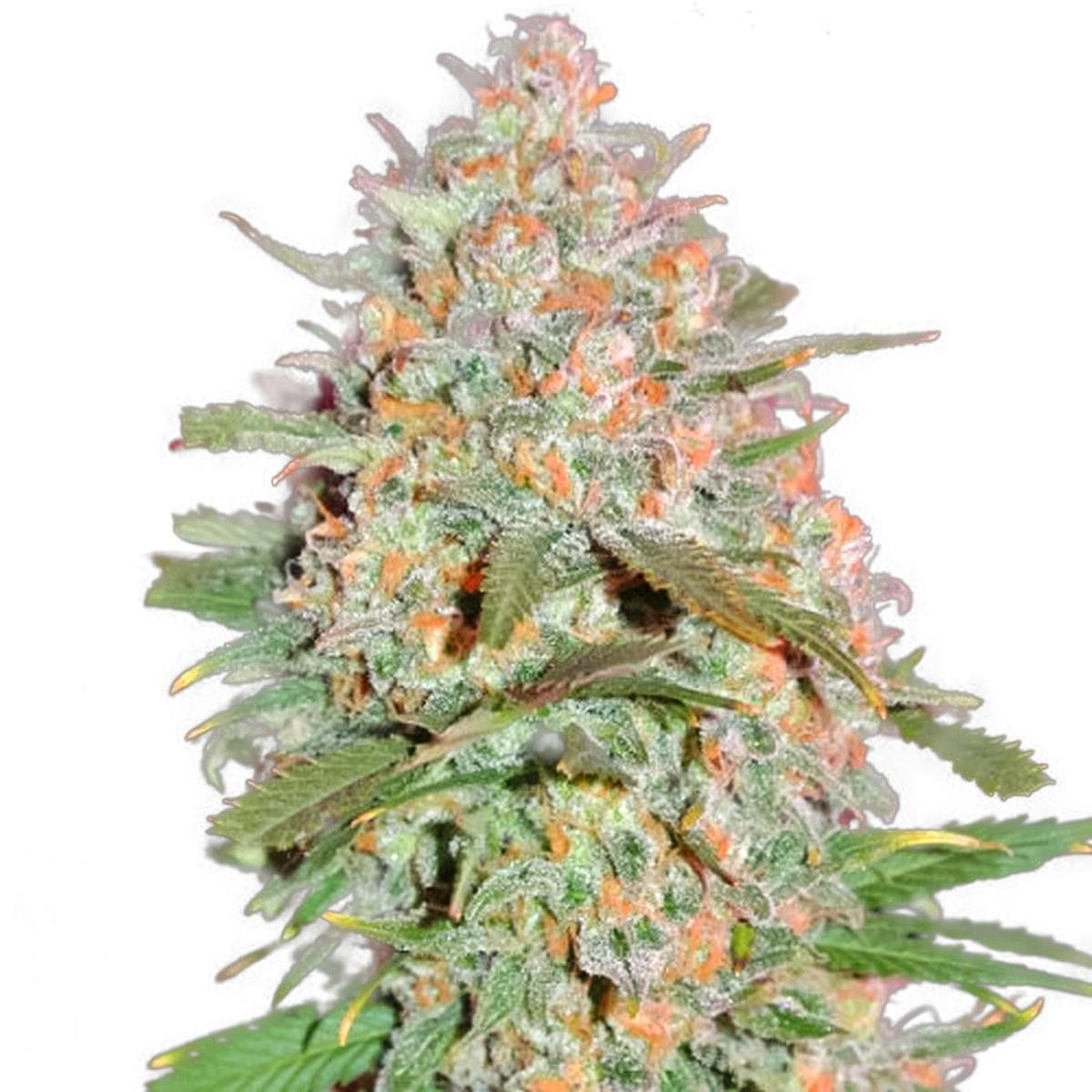 Sumo Seeds - Goji Haze - 1
