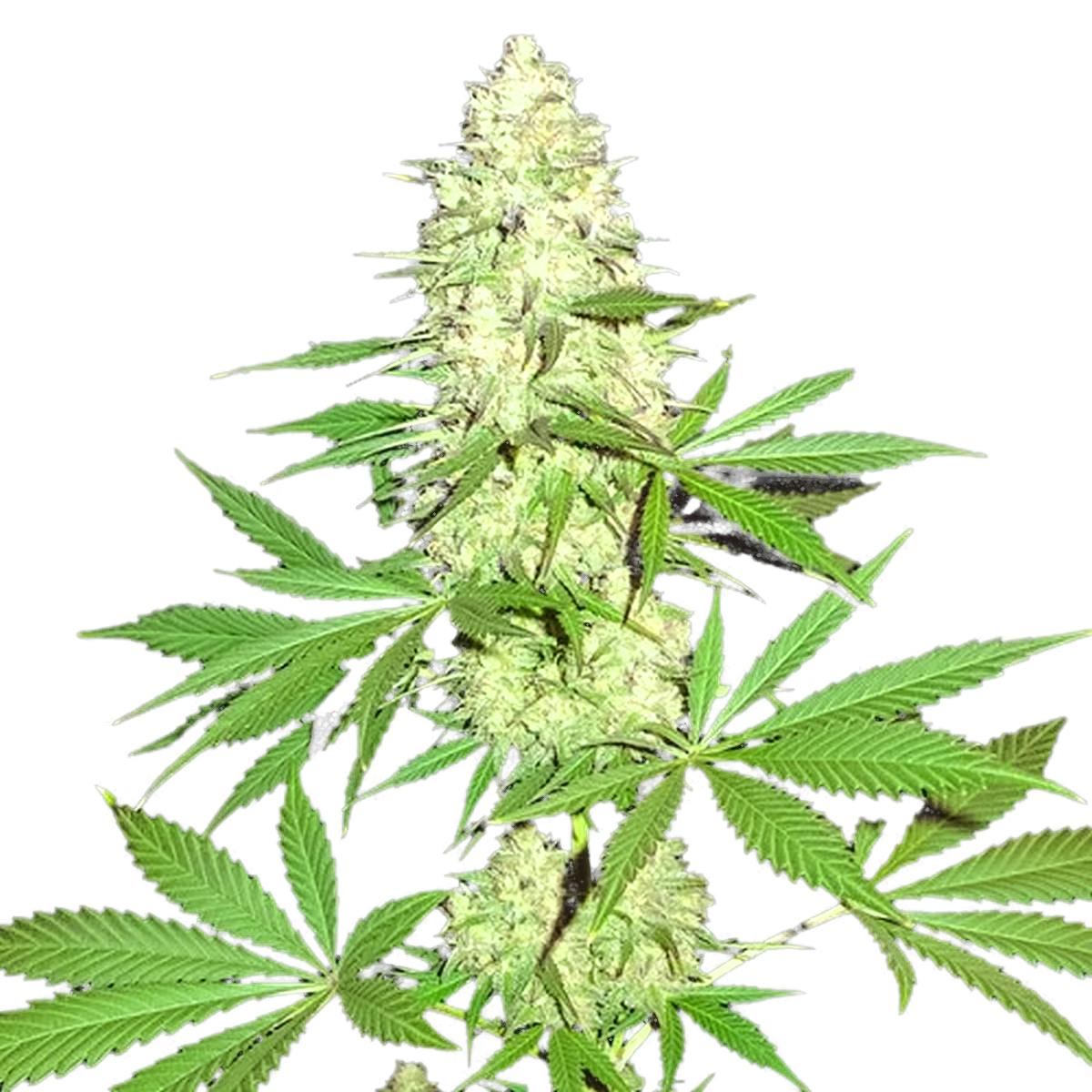 Sumo Seeds - Maya Gold - 1