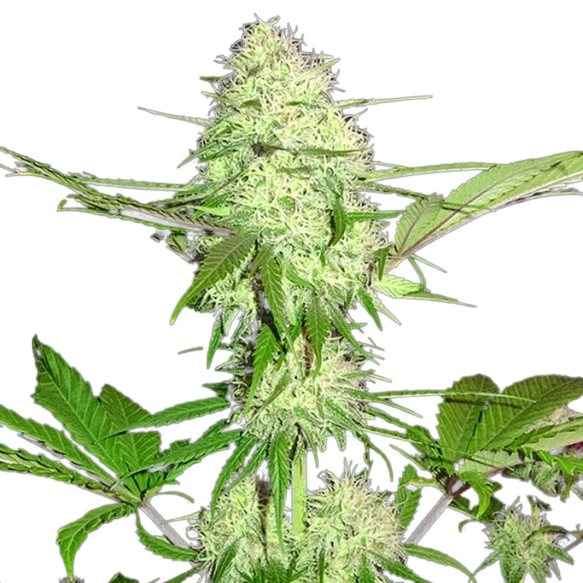 Sumo Seeds - Silver Buddha Haze - 1