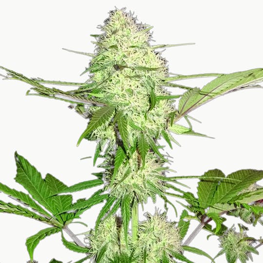 Sumo Seeds - Silver Buddha Haze - 1