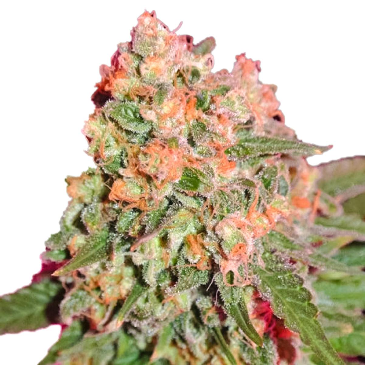 Sumo Seeds - Sweet Harlem Diesel - 1