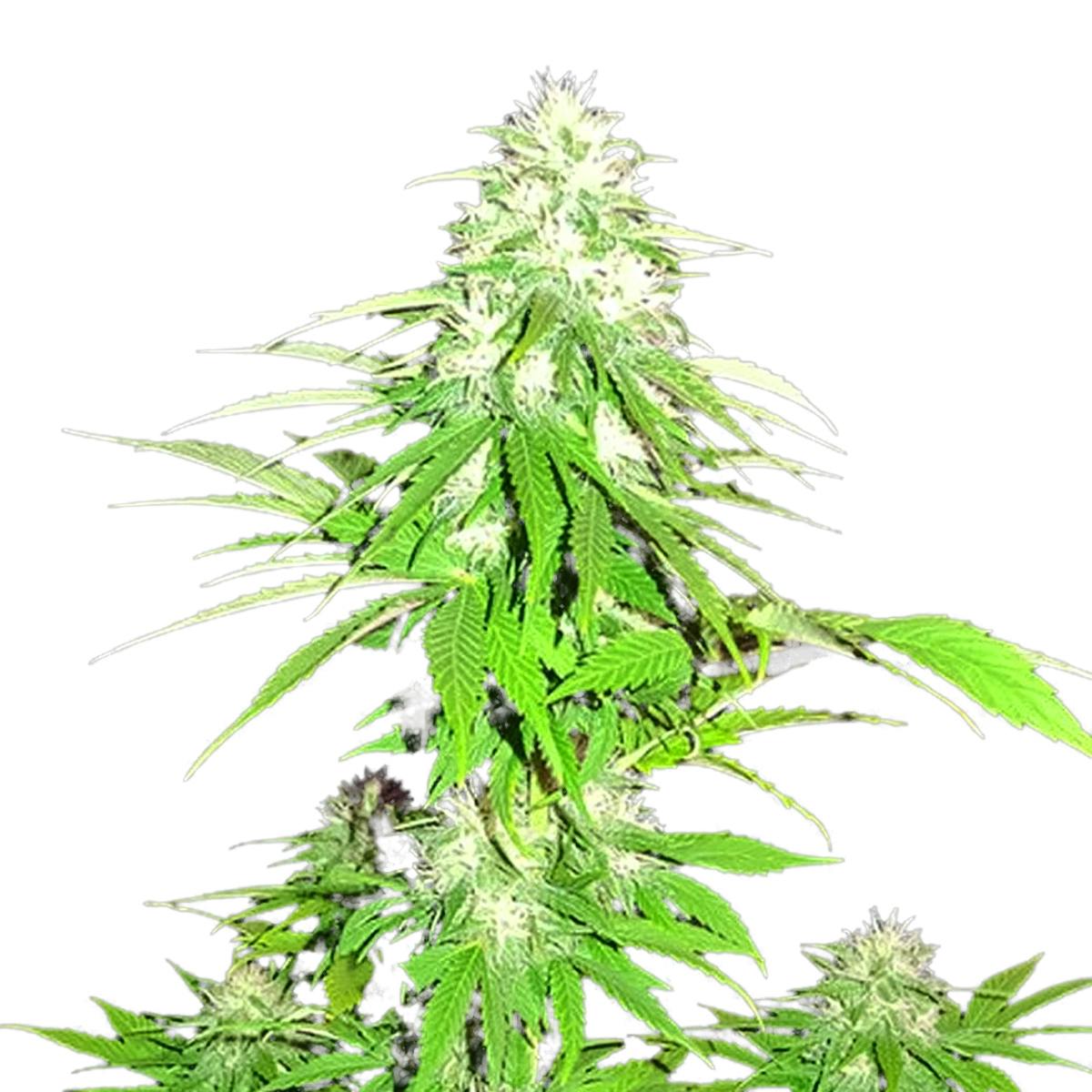 Sumo Seeds - Zombie Haze - 1