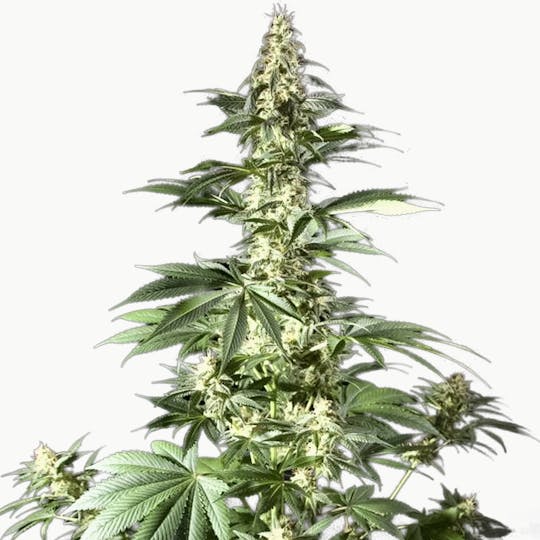 Philosopher Seeds - Heaven's Fruit - 1