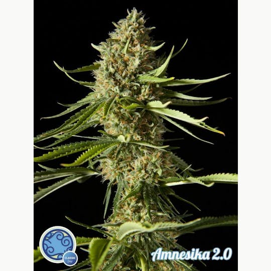 Philosopher Seeds - Amnesika 2.0 - 1