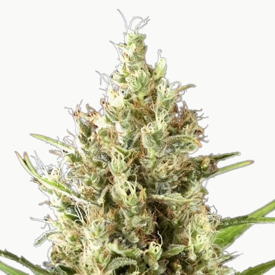 Philosopher Seeds - Easy Haze / K13-Haze - 1