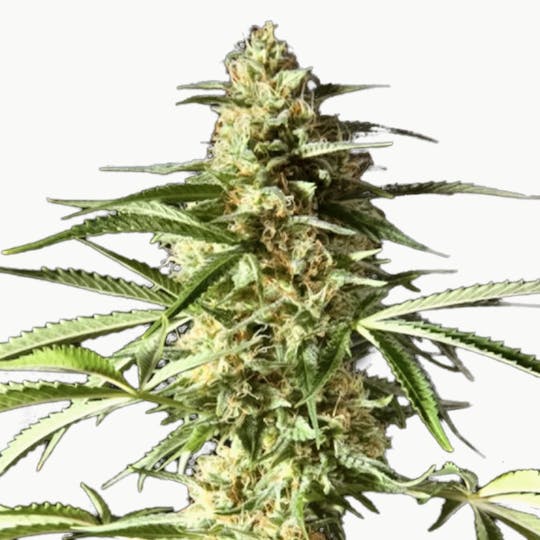 Philosopher Seeds - Philo Skunk / Gokunk - 1
