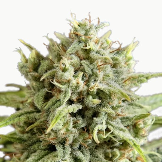 Philosopher Seeds - Fruity Jack / Jack El Frutero - 1