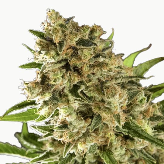 Philosopher Seeds - Sugar Pop - 1