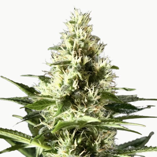 Philosopher Seeds - Orange Candy / Naranchup - 1
