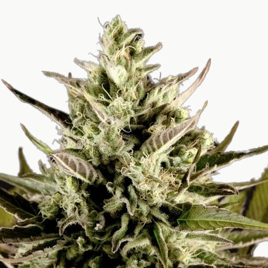 Philosopher Seeds - Spicy CBD / SuperJuani - 1
