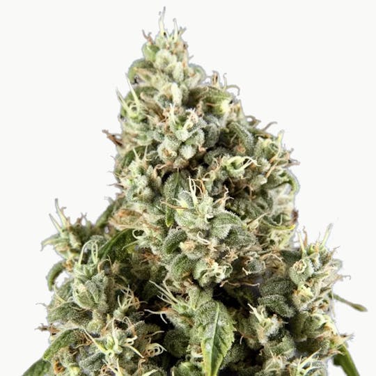 Philosopher Seeds - Guava Berry Kush / Guayita - 1
