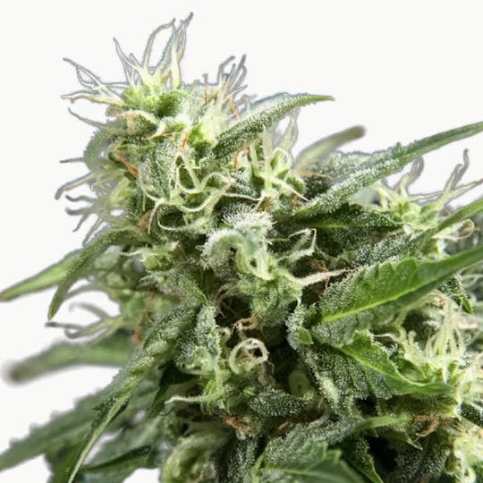 Philosopher Seeds - Cheesy Auto - 1