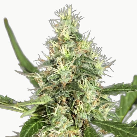 Philosopher Seeds - White Yoda Auto - 1