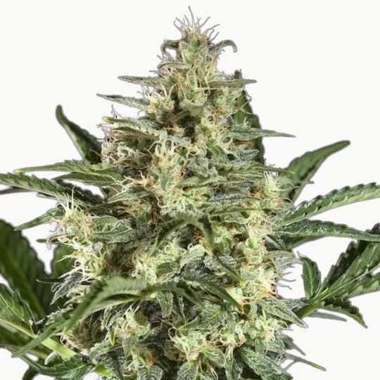 Philosopher Seeds - Sleepy Yoda Auto - 1