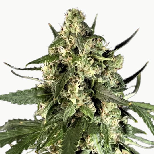 Philosopher Seeds - Lemon Auto CBD - 1