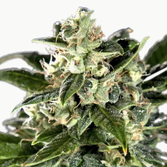Philosopher Seeds - Cheesy Auto CBD - 1