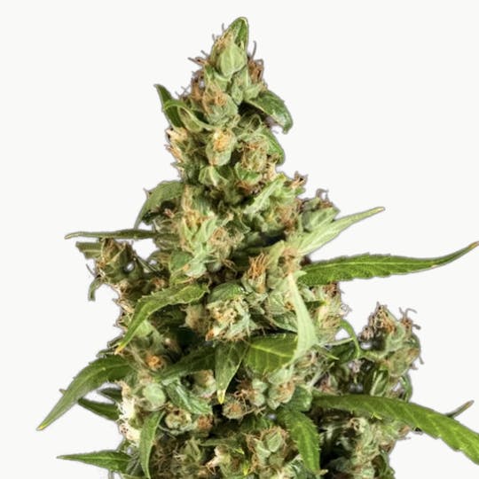 Philosopher Seeds - Jamaican Blueberry BX - 1