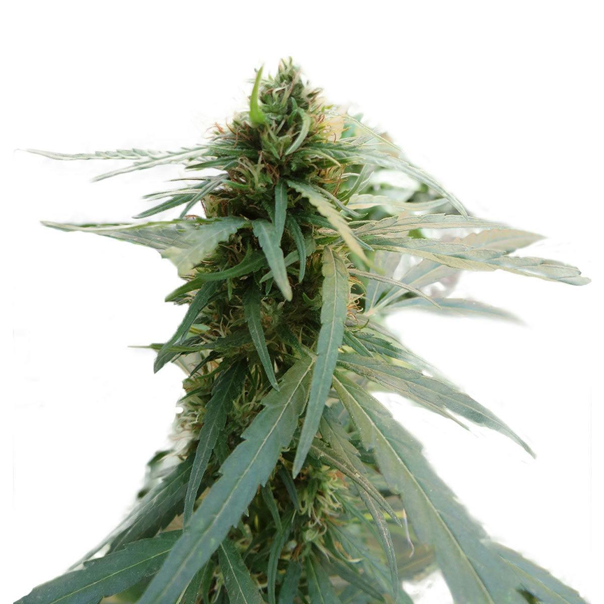 Seeds of Africa - Durban poison - 1
