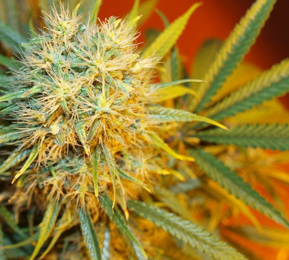 Seeds of Africa - Zim - 1